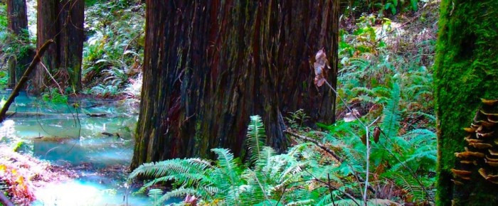 water in the redwood forest