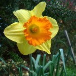 Daffodil, Mendocino, March 2011
