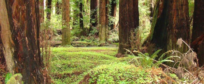 redwood forest